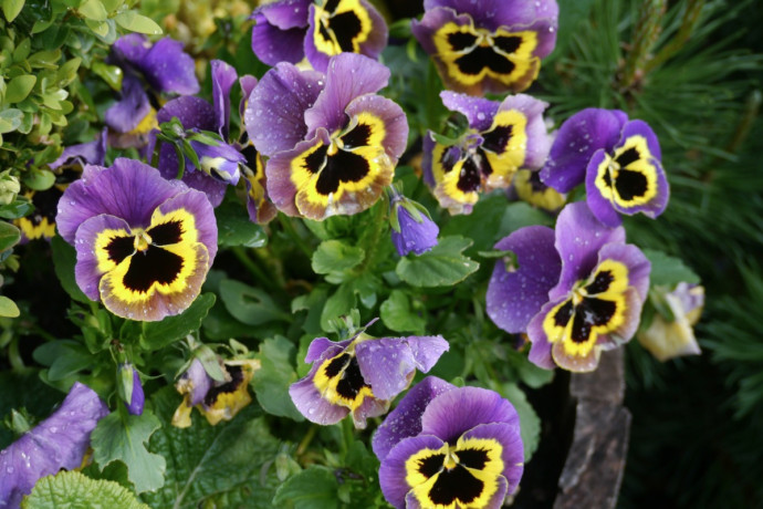 How to Grow Violas How to Grow Violas