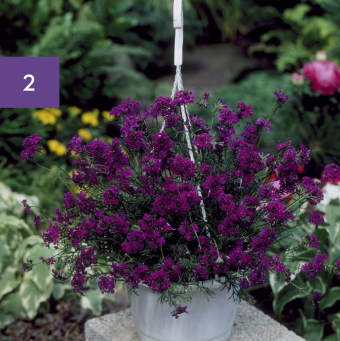 11 Perfect Hanging Basket Plants