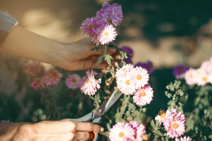 A Colorful Cut-Flower Garden: Guide & Advice