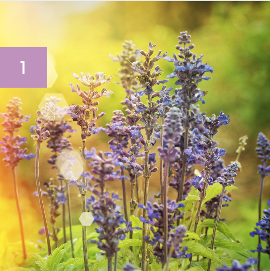 Creating a Cottage-Style Garden — EverydayGardenIdeas