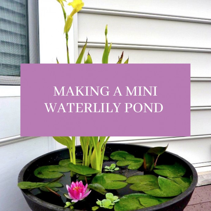 Making a Mini Waterlily Pond