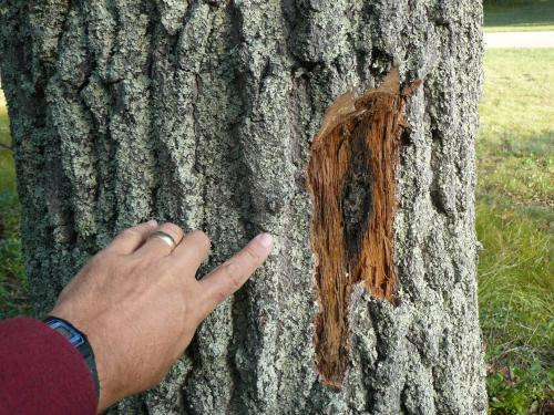 8 Common Tree Diseases and How to Treat Them On Time