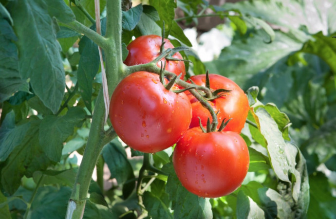 Companion Planting: Vegetables. Part 2 Companion Planting: Vegetables. Part 2