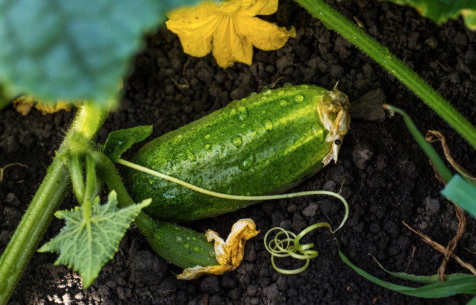 Companion Planting: Vegetables. Part 2