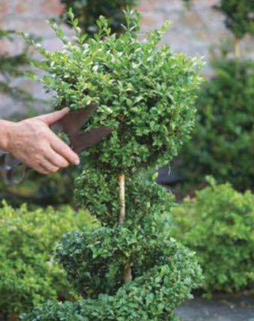 How to Create a Spiral Topiary