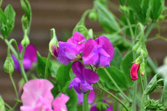 Top 10 Summer Bedding Plants Top 10 Summer Bedding Plants