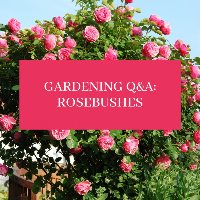 12 Common Gardening Q&A: Rosebushes