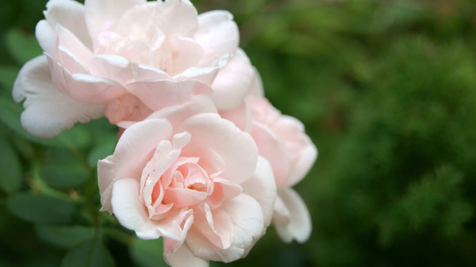 12 Common Gardening Q&A: Rosebushes