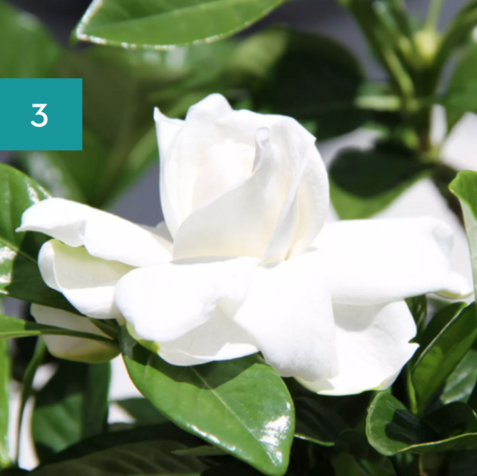 8 Best Bathroom Plants: High Humidity Plants 8 Best Bathroom Plants: High Humidity Plants