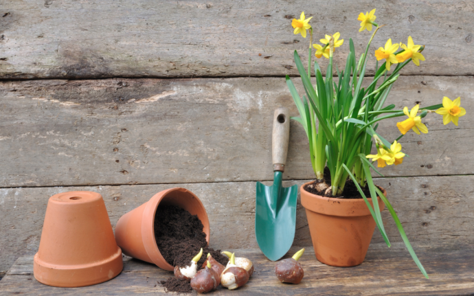 Spring-Planted Bulbs Guide + Tips Spring-Planted Bulbs Guide + Tips