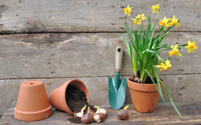 Spring-Planted Bulbs Guide + Tips