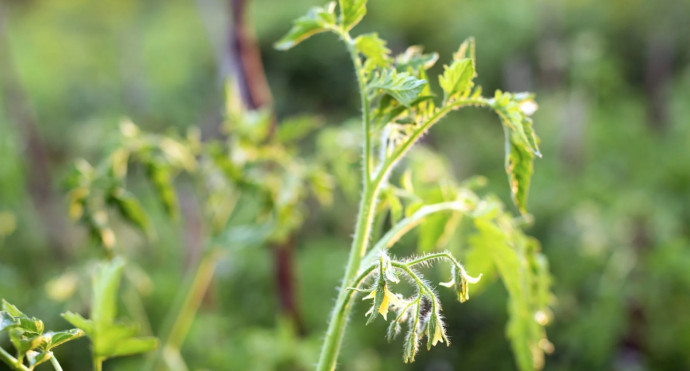 10 Common Tomato Problems & Solutions 10 Common Tomato Problems & Solutions