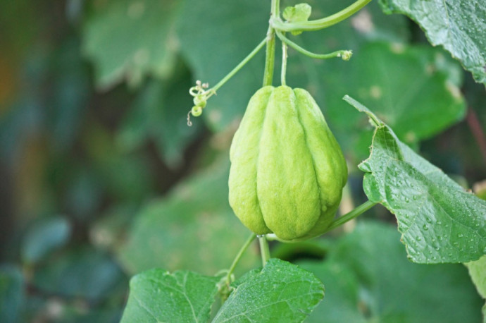 Companion Planting: Vegetables. Part 2 Companion Planting: Vegetables. Part 2