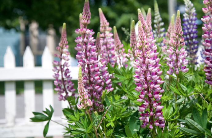 Lupines: How to Grow + Care Tips