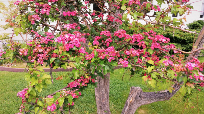 10 Best Flowering Trees for Your Landscape