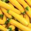 How to Grow and Care for Yellow Squash