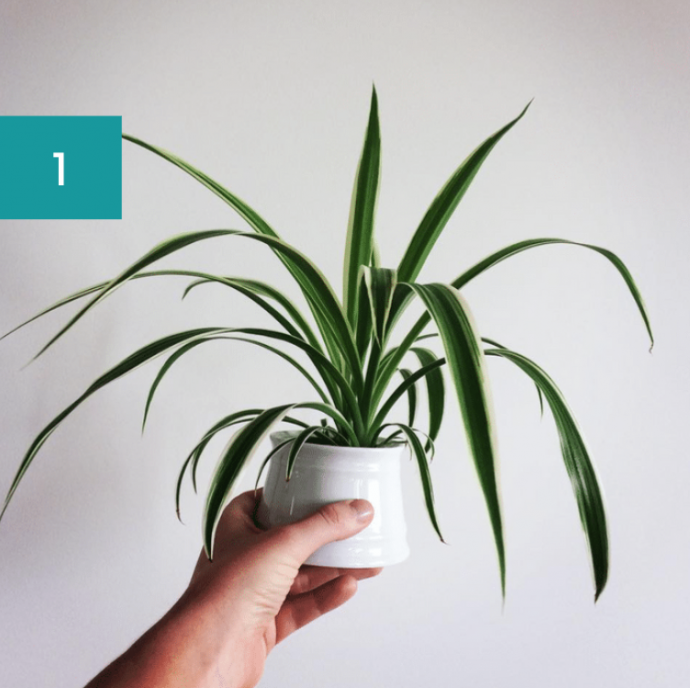 8 Best Bathroom Plants: High Humidity Plants 8 Best Bathroom Plants: High Humidity Plants