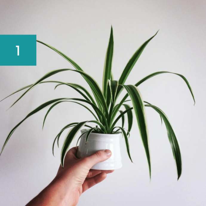 8 Best Bathroom Plants: High Humidity Plants