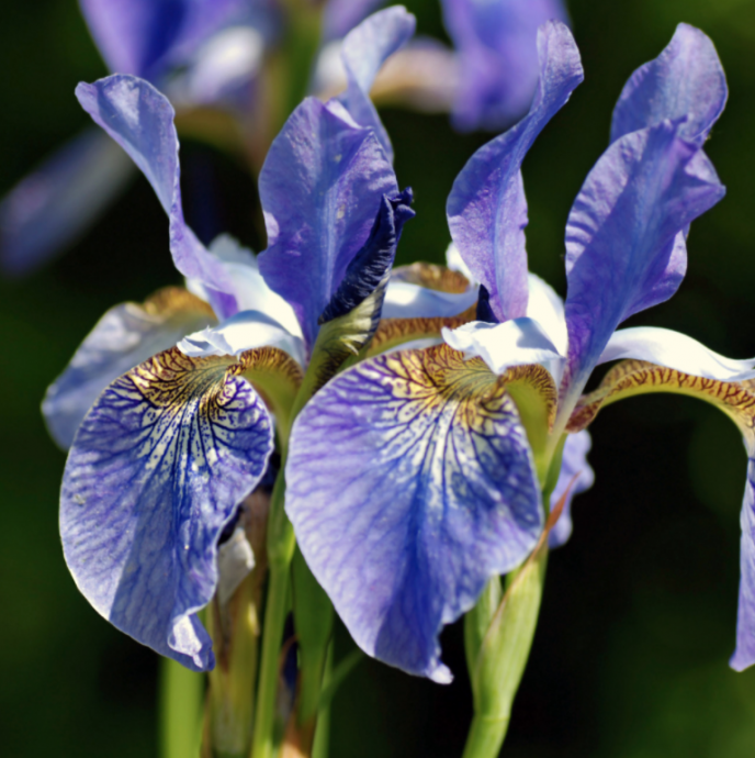 Best Plants for Poor Soil Best Plants for Poor Soil