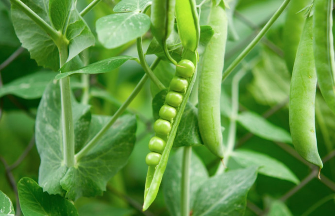 Companion Planting: Vegetables. Part 3 Companion Planting: Vegetables. Part 3