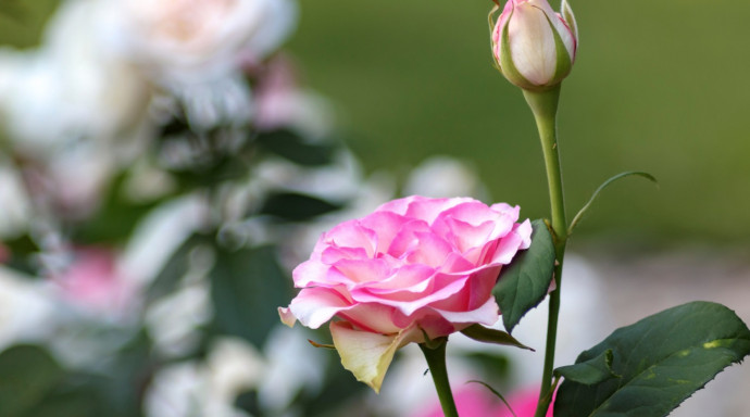 12 Common Gardening Q&A: Rosebushes