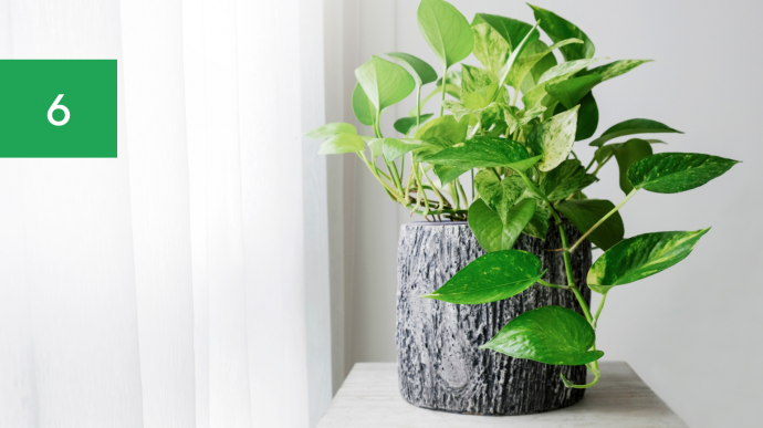 7 Best Houseplants for Your Kitchen 7 Best Houseplants for Your Kitchen