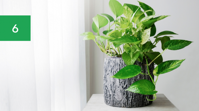 7 Best Houseplants for Your Kitchen