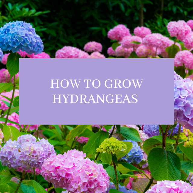 How to Grow Endless Summer Hydrangeas