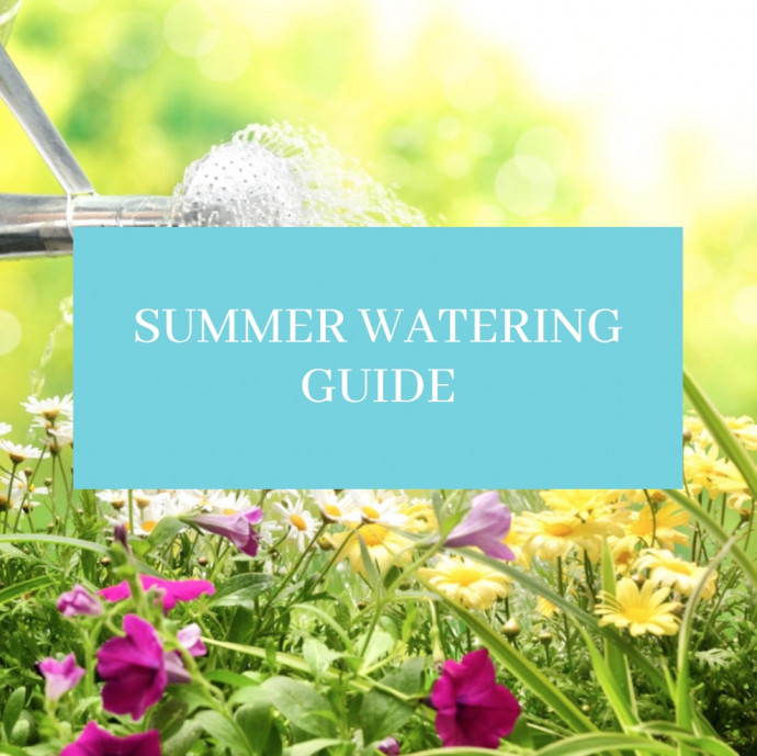 Summer Watering Guide