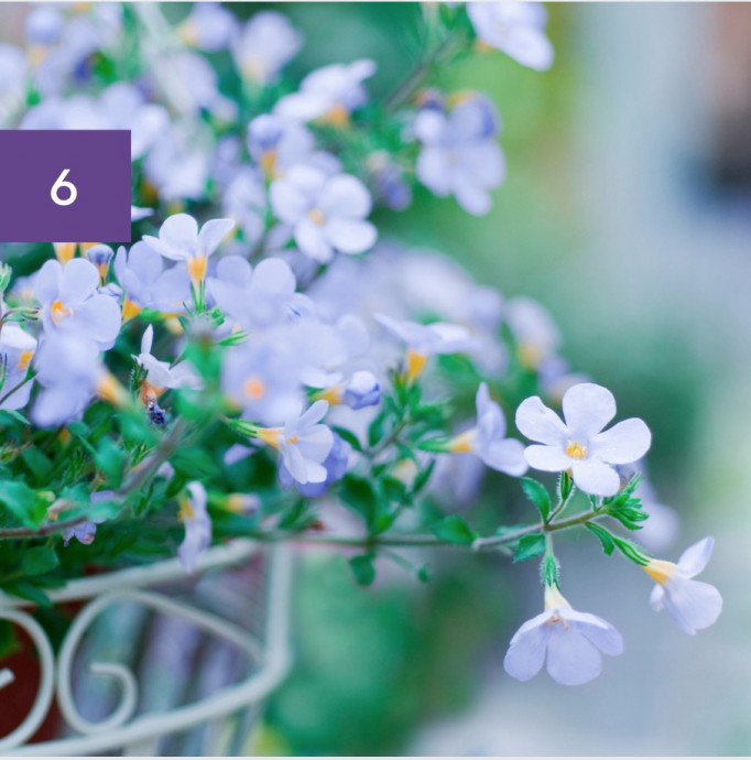 11 Perfect Hanging Basket Plants