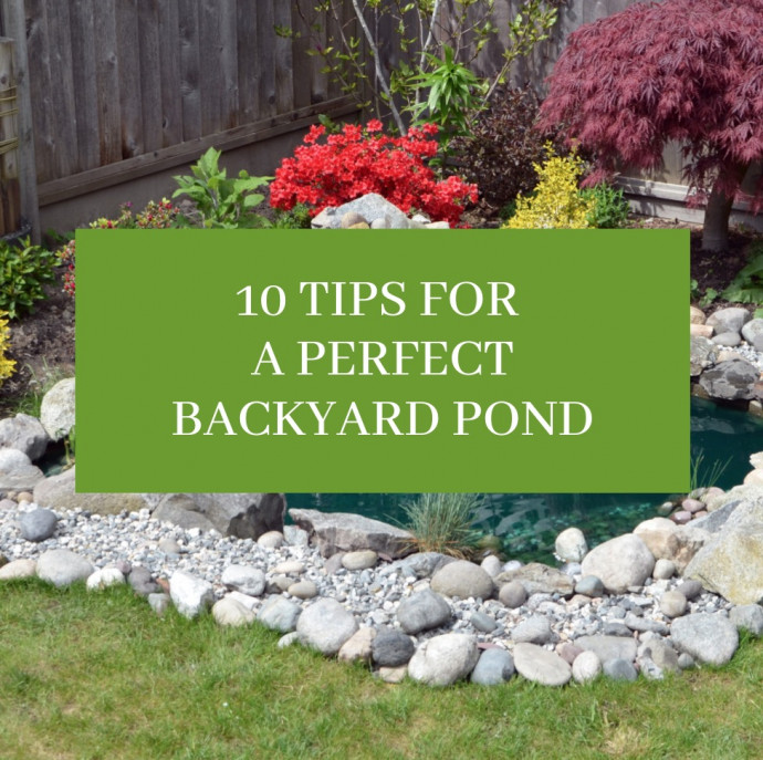 10 Tips for a Perfect Backyard Pond