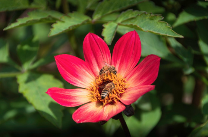 Bee-Friendly Garden Tips