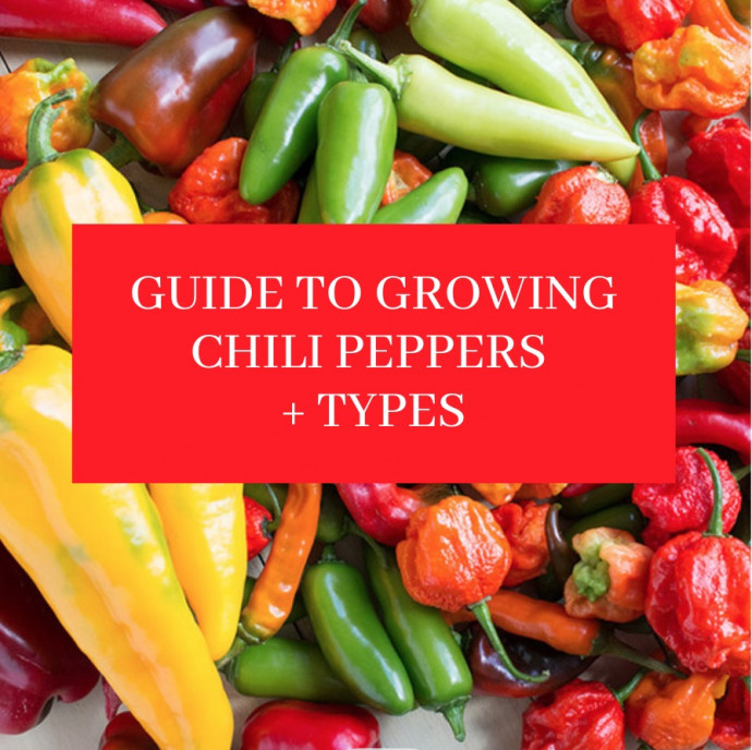 Beginners Guide to Growing Chili Peppers + Types