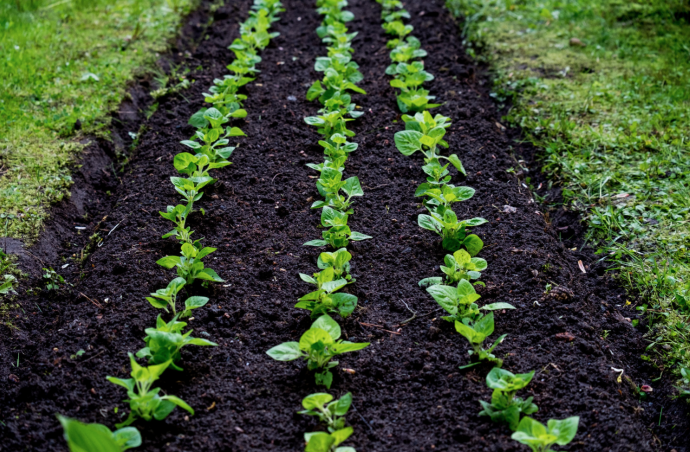 Comprehensive Veg Plant Spacing Guide Comprehensive Veg Plant Spacing Guide