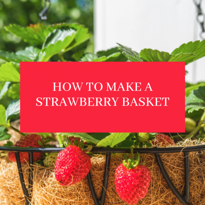 How to Make a Strawberry Basket