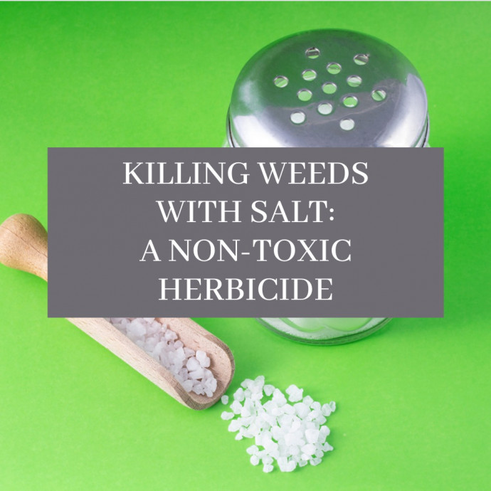 Killing Weeds with Salt—a Non-Toxic Herbicide