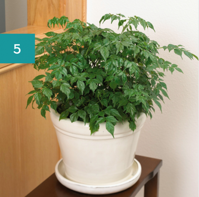 8 Best Bathroom Plants: High Humidity Plants 8 Best Bathroom Plants: High Humidity Plants