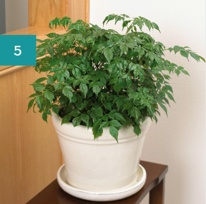 8 Best Bathroom Plants: High Humidity Plants