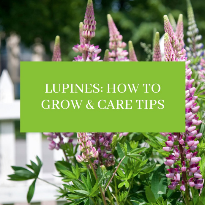Lupines: How to Grow + Care Tips