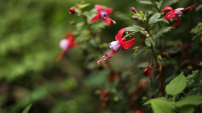 10 Best Shade-Loving Plants