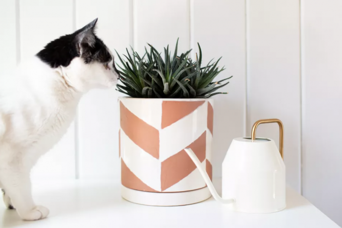 7 Indoor Plants Safe for Pets & Kids