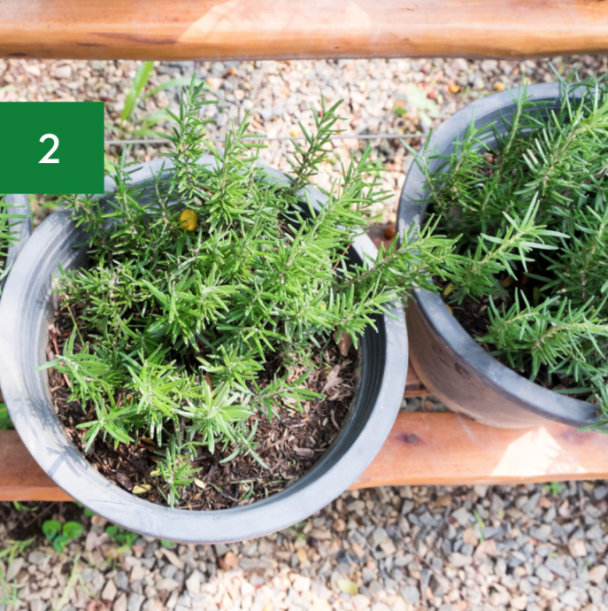6 Essential Perennial Herbs for Your Garden