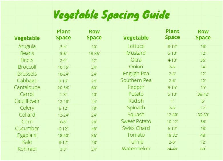 Comprehensive Veg Plant Spacing Guide — EverydayGardenIdeas