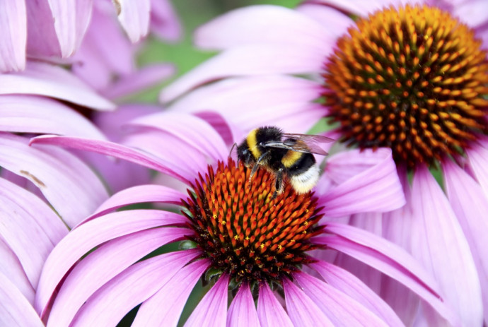 Bee-Friendly Garden Tips