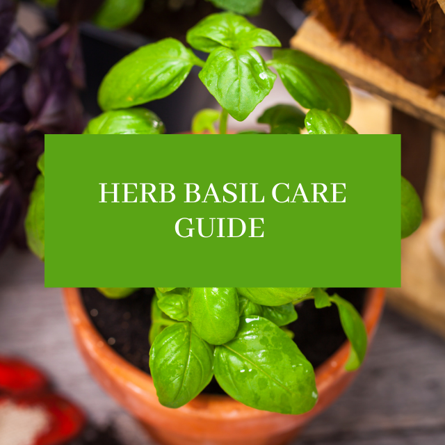 Basil Care Tips