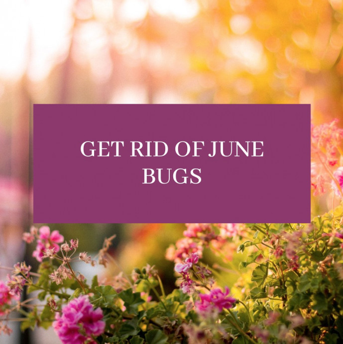 Best Ways to Get Rid of June Bugs
