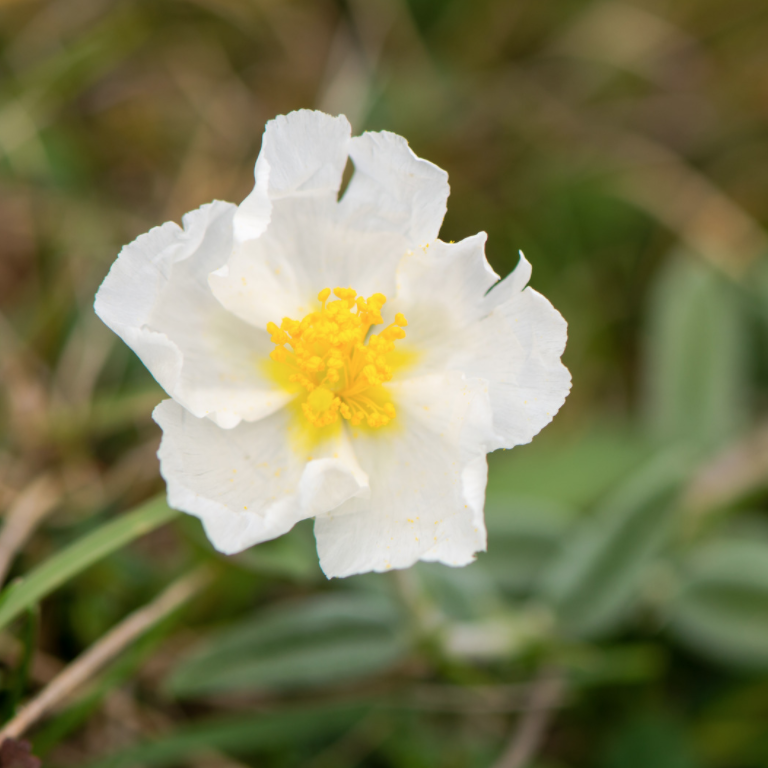 Best Plants for Poor Soil — EverydayGardenIdeas