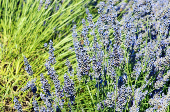 Plant With An Eye Toward Pollinators Plant With An Eye Toward Pollinators