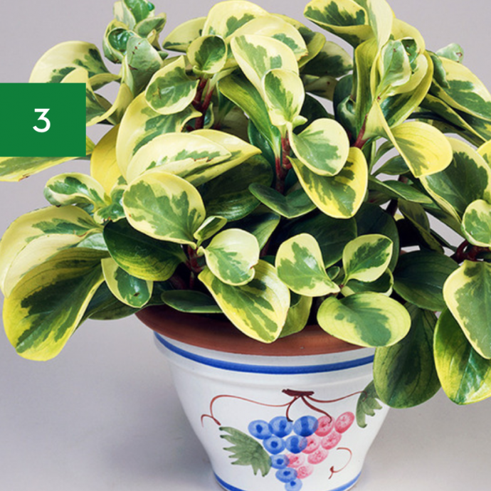 7 Indoor Plants Safe for Pets & Kids 7 Indoor Plants Safe for Pets & Kids