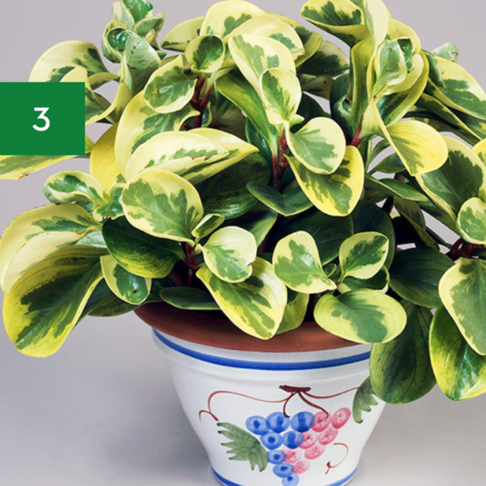 7 Indoor Plants Safe for Pets & Kids